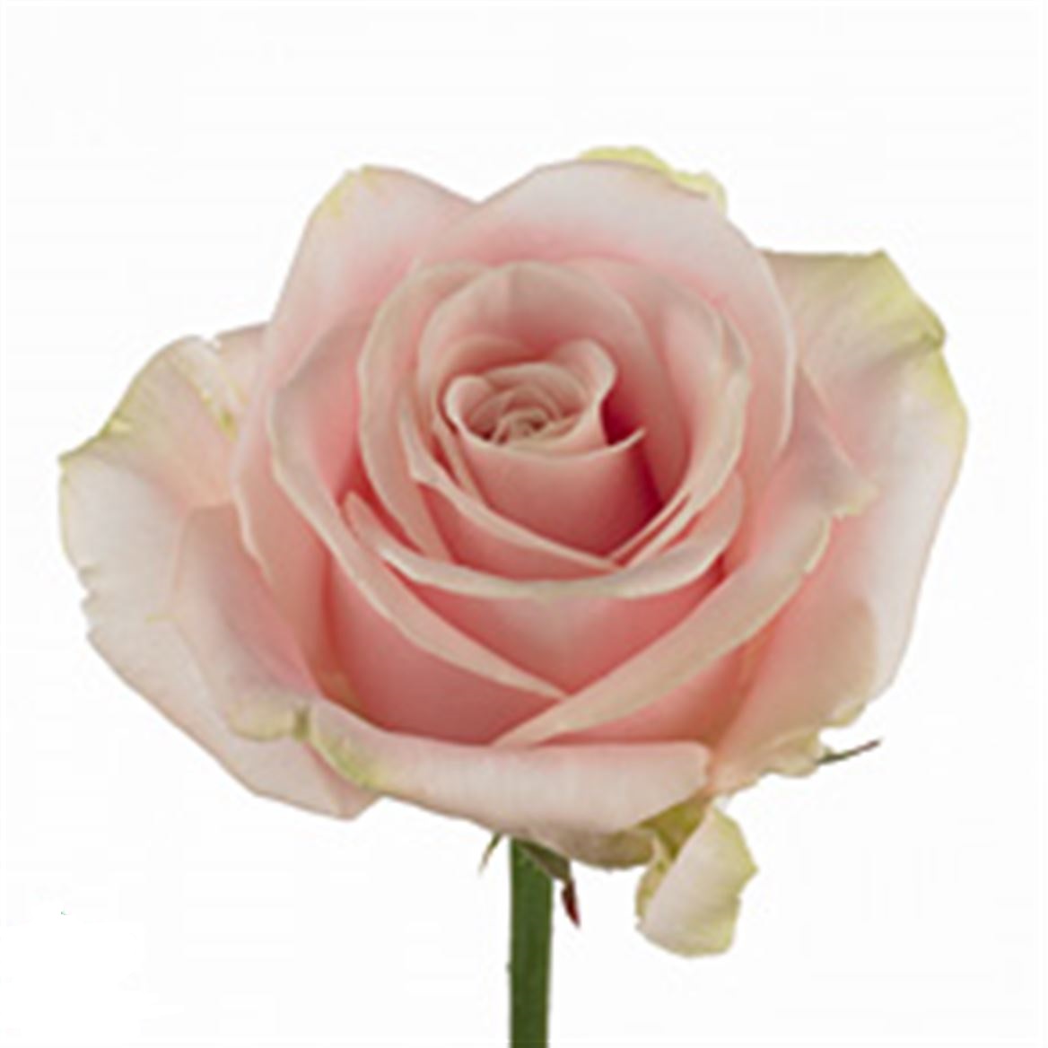 ROSE SWEET AVALANCHE 40